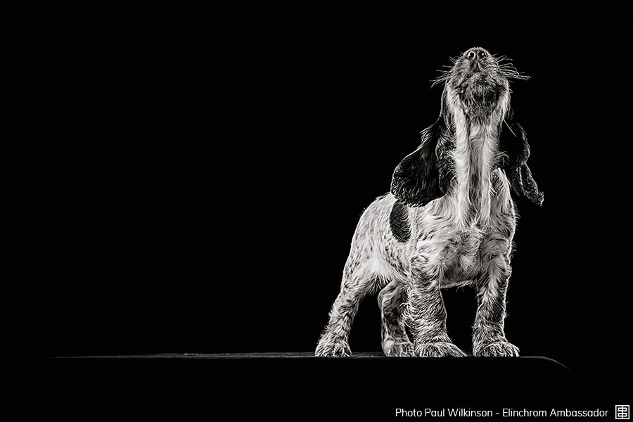 Ad:006 wilkinson-006.jpg